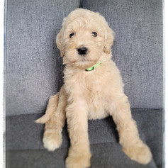 Light Green Collar - Female $1,800