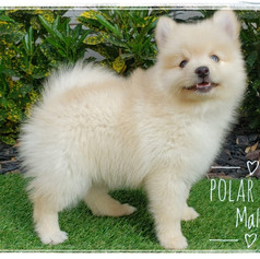 Polar Bear - Male $2,500 (6).jpeg