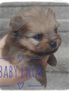 Baby Ewok