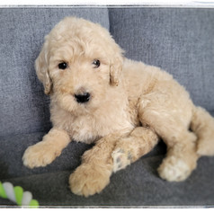 Light Green Collar - Female $1,800