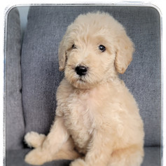 Yellow Collar - Female $1,800