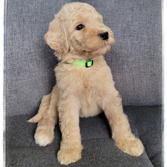 Light Green Collar - Female $1,800