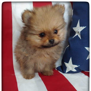 Reserved Male