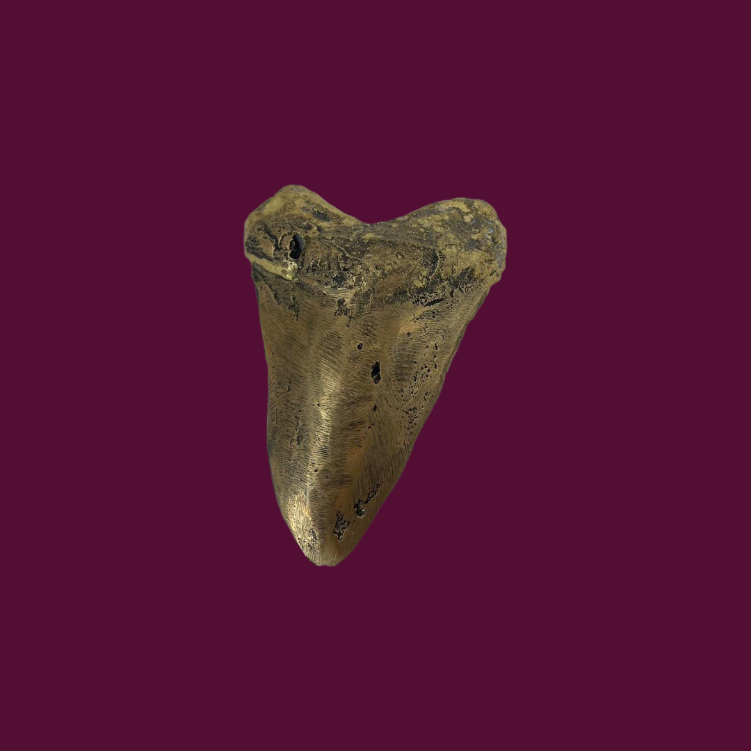 Megaladon Tooth