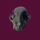 Thumbnail: Cat Skull