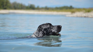 How To Train Your Dog To Swim | 5 Steps