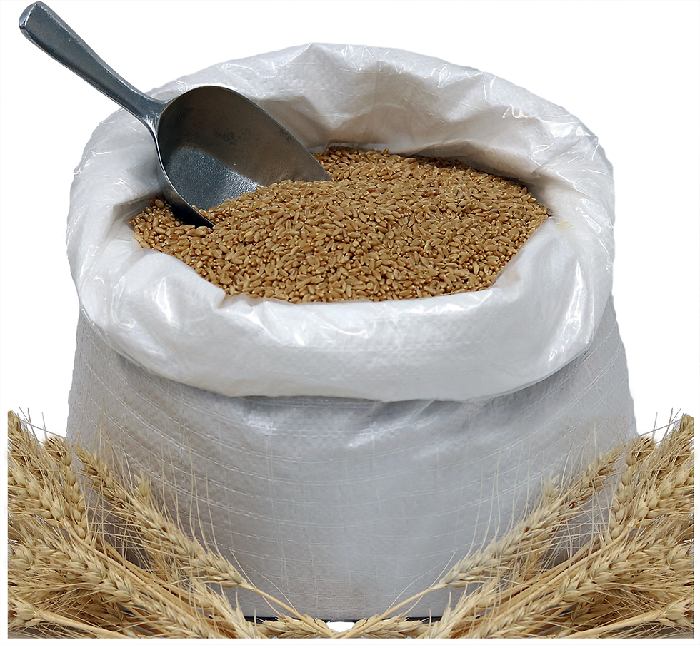 Thumbnail: Organic Hard White Whole Wheat Berries