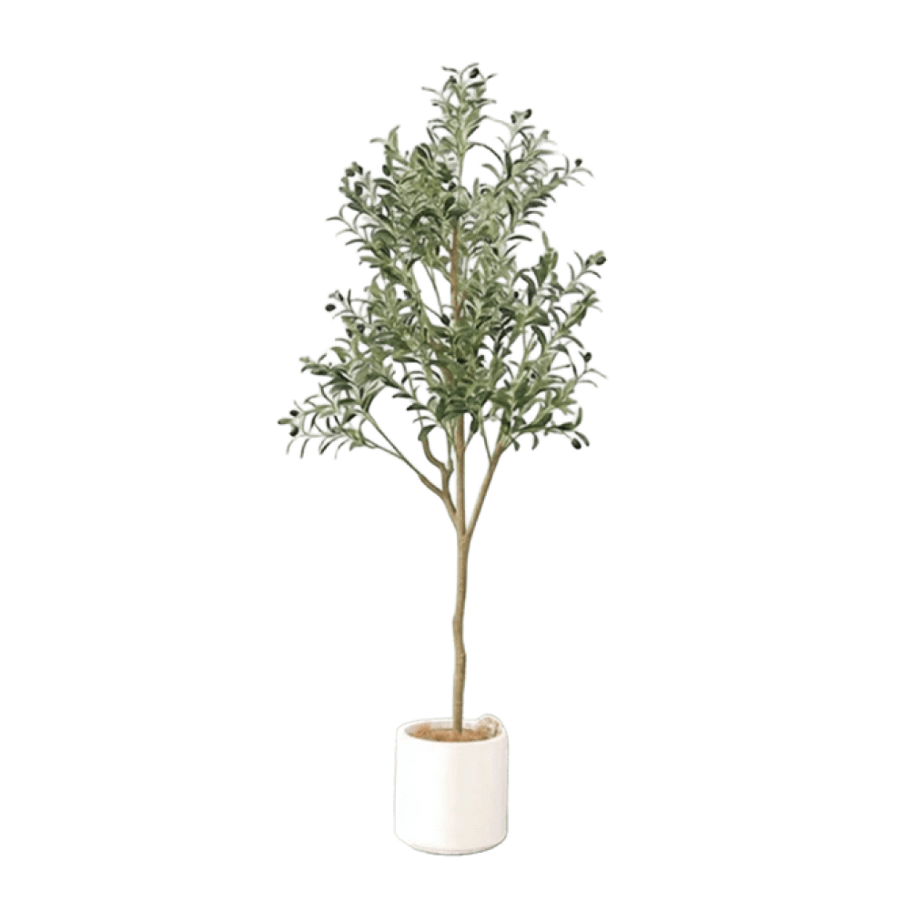 Mediterranean Olive 橄欖樹