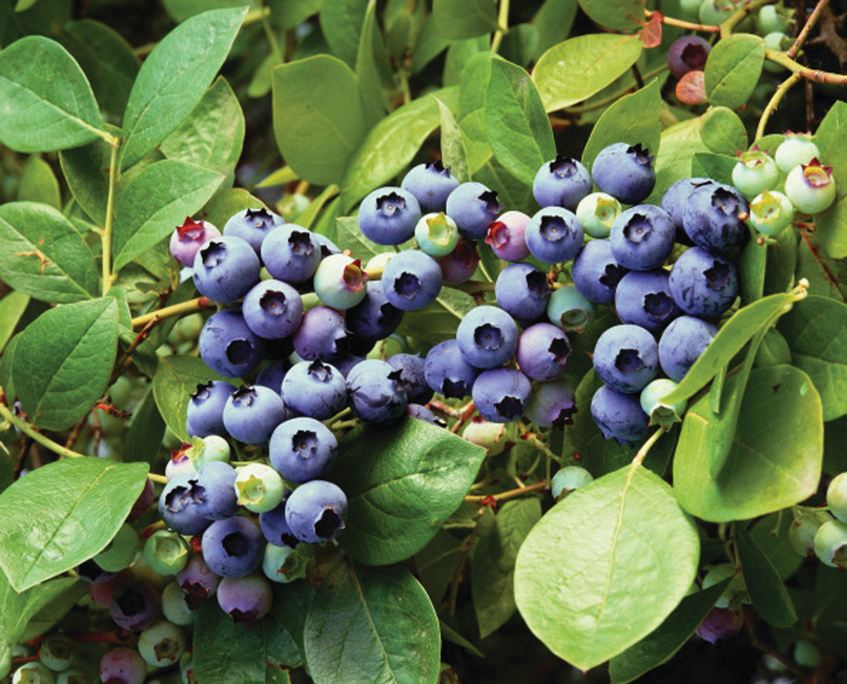 Greater Hammonton Chamber of Commerce