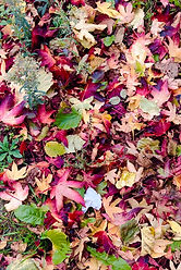 October Leaves.jpg