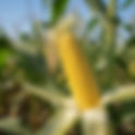 Zea mays(Poaceae) Maize, Corn