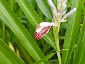Alpinia calcarata: Medicinal Uses, Recipes and Formulations
