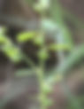 Phyllanthus maderaspatensis (Phyllanthaceae)