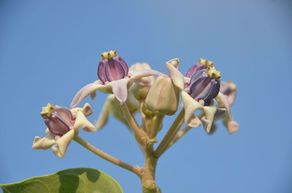 Calotropis procera
