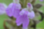Anisomeles malabarica