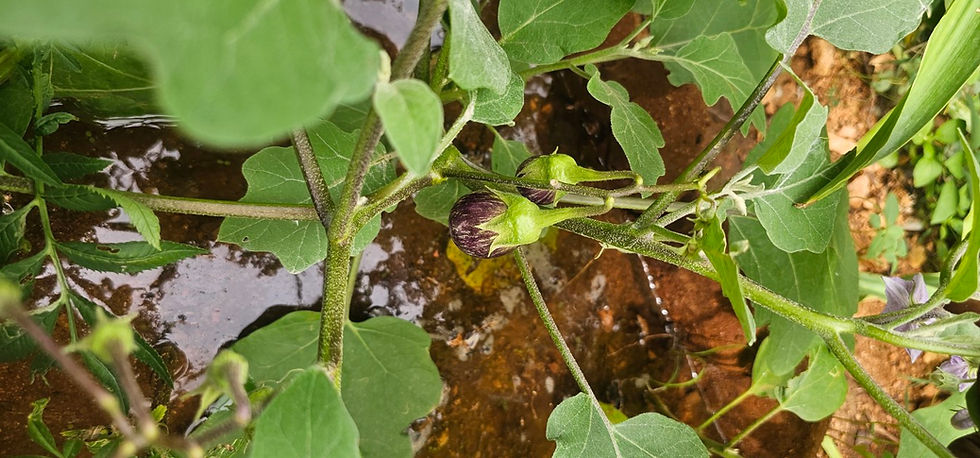 Solanum melongena (Solanaceae) - Brinjal