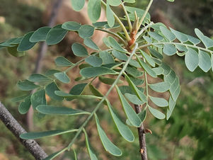 Chloroxylon swietenia (Rutaceae) East Indian Satinwood
