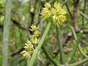 Sarcostemma acidum, Cynanchum viminale (Apocynaceae) Somlata, Soma