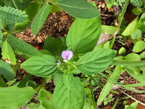 Justicia glauca (Acanthaceae) Glauccous Justicia, Justicia Graphophylla