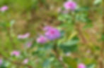 Vinca rosea