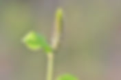 The Godfather: Achyranthes aspera