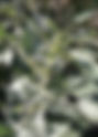 Urtica dioica (Urticaceae) Stinging Nettle, Common Nettle