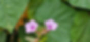 Ipomoea triloba (Convolvulaceae)- The Purgative-Three-lobed Morning Glory