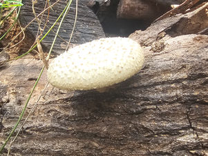 Lentinus squarrosulus (Polyporaceae) Ikiroro, White Oyster Mushroom