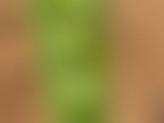 Pisum sativum(Fabaceae)