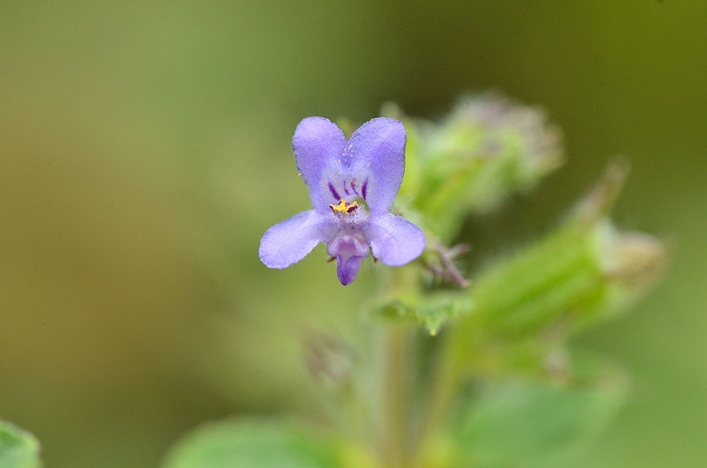Hyptis suaveolens , Mesosphaerum suaveolens (Lamiaceae) - Vilayati Tulsi