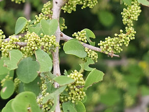 Flueggea leucopyrus (Phyllanthaceae) Spinous Fluggea, White Berry