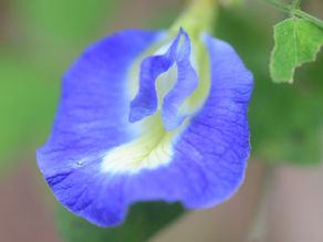 Clitoria ternatea, Gokarni, Aparajita : Medicinal Uses, Recipes and Formulations