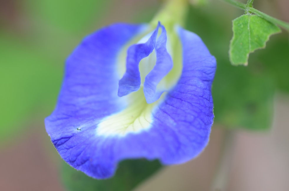 Clitoria ternatea, Gokarni, Aparajita : Medicinal Uses, Recipes and Formulations
