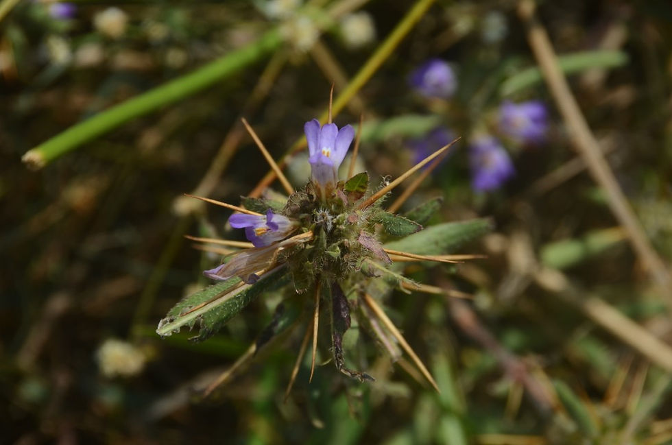Hygrophila auriculata (Acanthaceae) Kokilaksha, Talmakhana