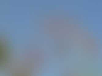 Saccharum officinarum (Poaceae) Sugarcane