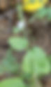 Priva cordifolia(Verbenaceae)
