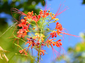 Caesalpinia pulcherrima (Fabaceae) Peacock Flower