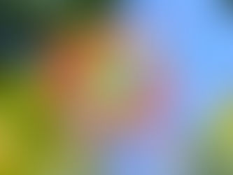 Caesalpinia pulcherrima (Fabaceae) Peacock Flower