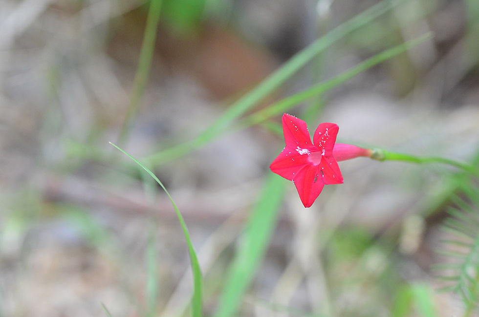 Ipomoea quamoclit