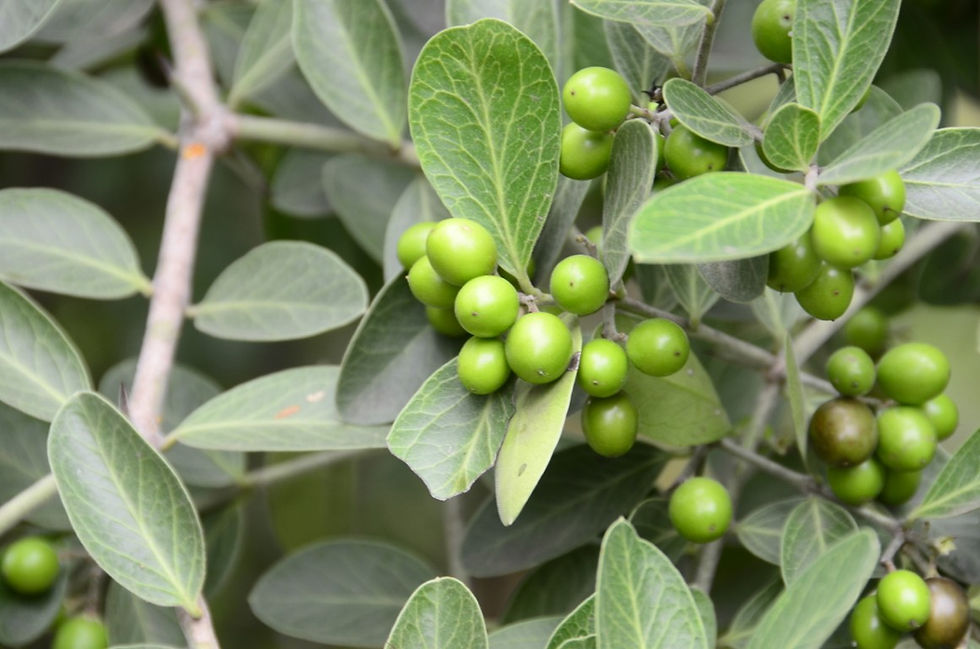 Carissa spinarum (Apocynaceae)- Wild Karonda
