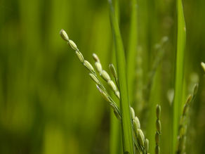 Oryza sativa(Poaceae) Rice)