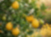 Citrus limon(Rutaceae) - Lemon