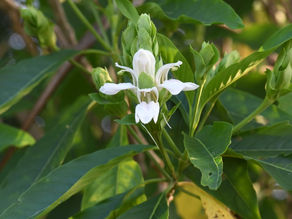 Adhatoda vasica, Adulsa : Medicinal Uses, Recipes and Formulations
