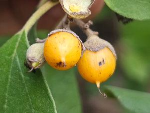 Cordia monoica (Boraginaceae) Sandpaper Tree, Snot Berry