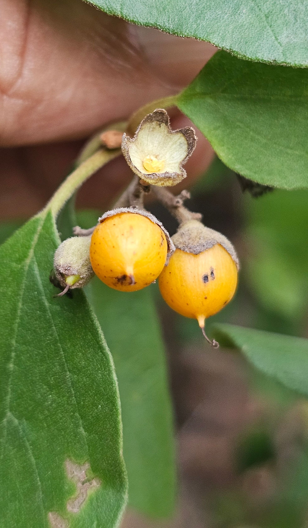 Cordia monoica (Boraginaceae) Sandpaper Tree, Snot Berry