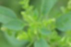 Acalypha indica