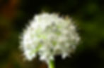 Magnificent Inflorescence of the Humble Onion