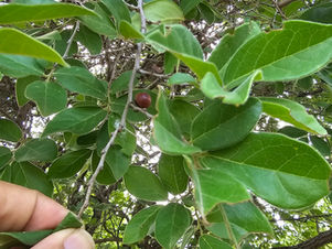 Diospyros chloroxylon (Ebenaceae) Green Ebony Persimmon,