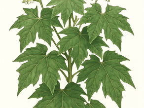 Cnidoscolus aconitifolius(Euphorbiaceae) Tree Spinach 