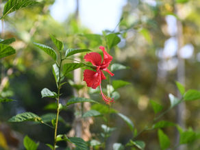 Hibiscus rosa-sinensis : Medicinal Uses, Recipes and Formulations